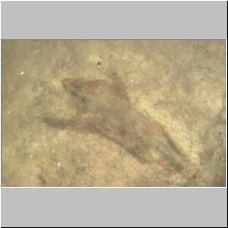 px85b-7 -20 dodm2.jpg